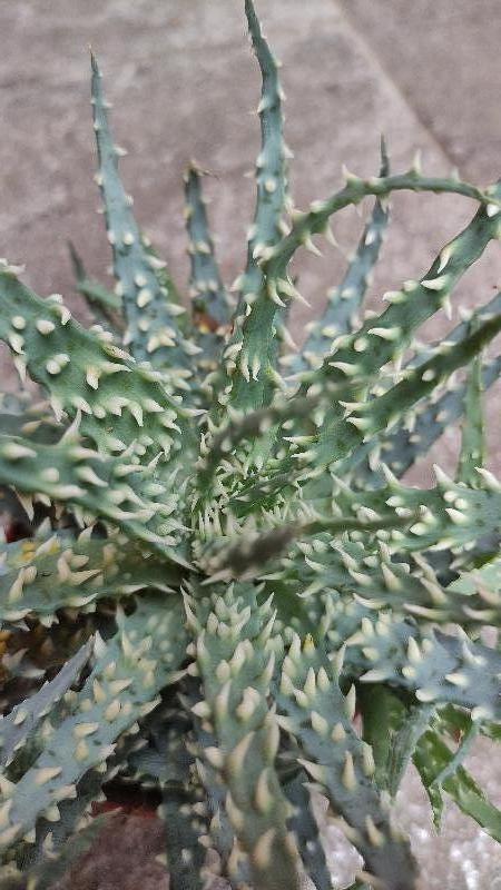 Aloe humilis.jpg